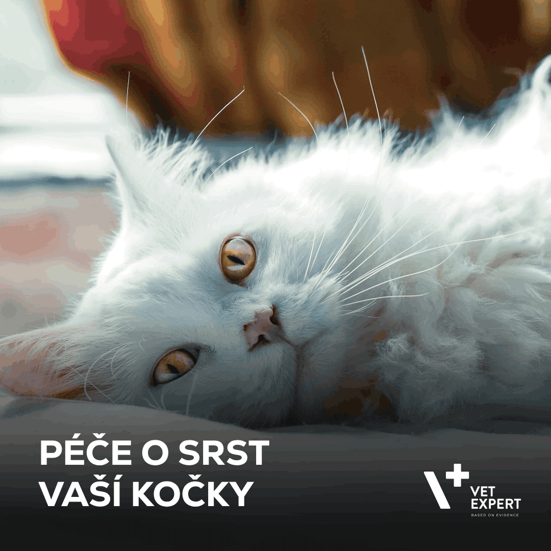 Péče o srst vaší kočky: línání a rizika